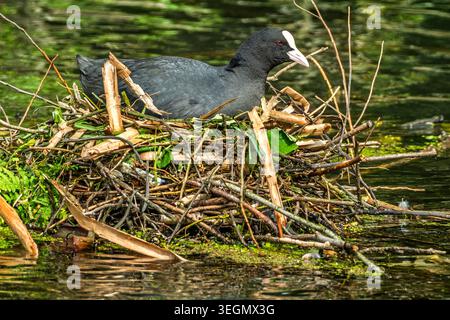 In einem ruhigen Teich sitzt stolz ein Wasservogel auf seinem sorgfältig errichteten Nest, umgeben von ruhigem Wasser. Er hat ein wachsames Auge und schützt sein Futu Stockfoto
