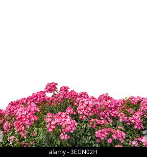 Mozart Rose Bush isoliert auf weiß, Schneideweg, ideales Ausschnittelement für botanische Illustrationen, Landschaftsgrafiken, Hochzeitseinladungen und Blumen Stockfoto