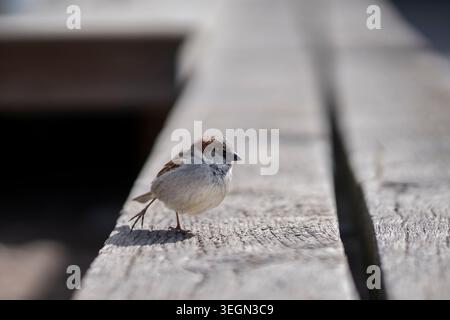 Kleiner Haussperling (Passer domesticus) auf einem sonnendurchfluteten Holzsteg, aufgenommen in einem minimalistischen Tierporträt mit weichem Hintergrund. Stockfoto