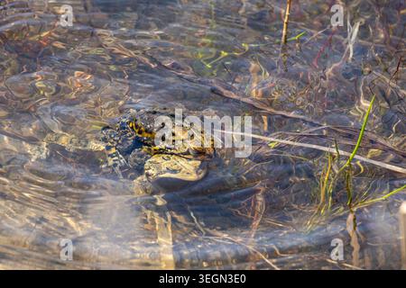 Männliche Kröte schnallt Weibchen in Amplexus während der Brutsaison im Flachteichwasser unter Naturschutt und Oberflächenkräuseln. Stockfoto