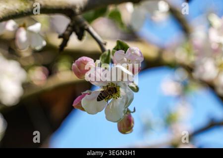 Honigbiene sammelt Pollen von blassrosa Apfelblüten auf einem blühenden Baumzweig vor einem unscharfen blauen Himmel Hintergrund. Stockfoto
