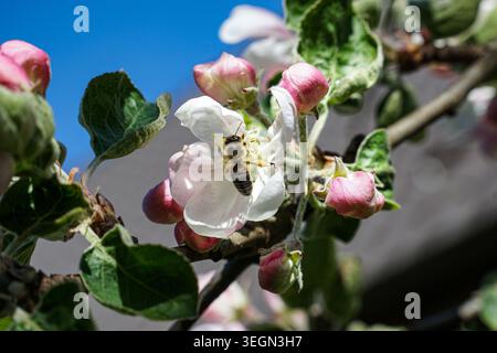 Die Honigbiene bestäubt weiße und rosa Apfelblüten auf einem blühenden Baumzweig im Frühling und Tageslicht im Freien. Stockfoto