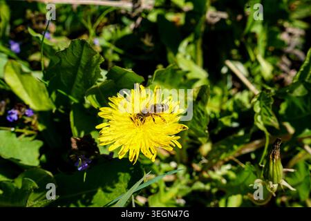 Honigbienenfütterung auf gelber Löwenzahnblüte umgeben von grünem Laub in sonniger Außenwiese oder Gartenumgebung. Stockfoto