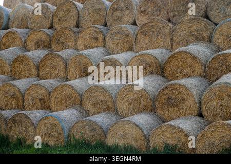 Runde Heuballen, die in Reihen auf landwirtschaftlich genutzten Flächen während der Erntezeit auf einem ländlichen Feld gestapelt werden. Stockfoto