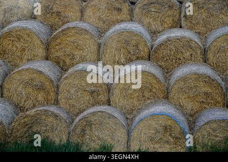 Gestapelte runde Heuballen in Reihen auf dem Ackerland während der Erntezeit in einer ländlichen landwirtschaftlichen Umgebung. Stockfoto