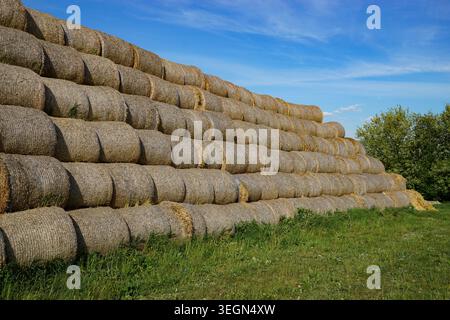 Große Reihen runder Heuballen, die neben grasbewachsenem Ackerland unter blauem Himmel in der ländlichen Landschaft gestapelt sind. Stockfoto