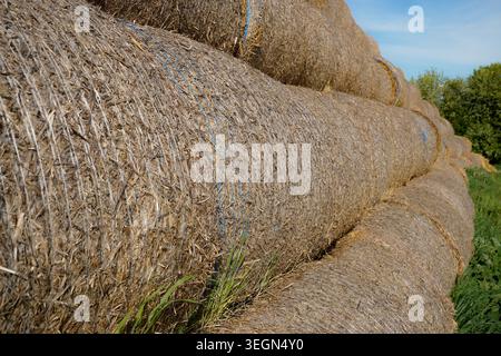Runde Heuballen in Reihen auf Ackerland neben Gras und Bäumen unter klarem blauem Himmel. Stockfoto