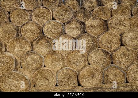 Gestapelte runde Heuballen füllen während der Erntezeit in einer ländlichen Landwirtschaftslandschaft einen Lagerplatz. Stockfoto