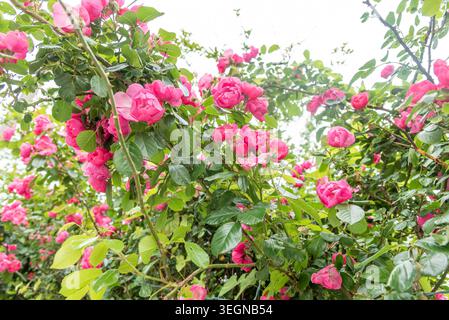 Rosa Hybrida Hybrid Tee Pflanze blüht zart schöne romantische rote Blütenblüten Frühling Hintergrund Nahaufnahme Stockfoto