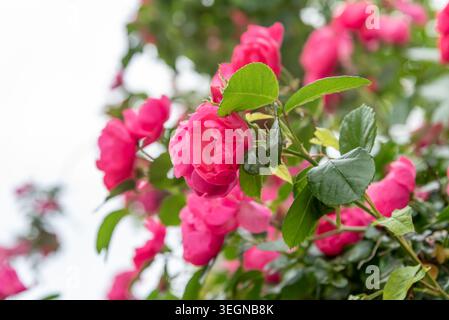 Rosa Hybrida Hybrid Tee Pflanze blüht zart schöne romantische rote Blütenblüten Frühling Hintergrund Nahaufnahme Stockfoto