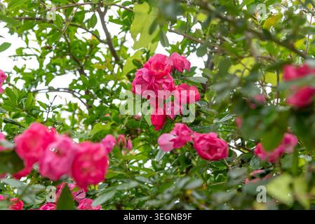 Rosa Hybrida Hybrid Tee Pflanze blüht zart schöne romantische rote Blütenblüten Frühling Hintergrund Nahaufnahme Stockfoto