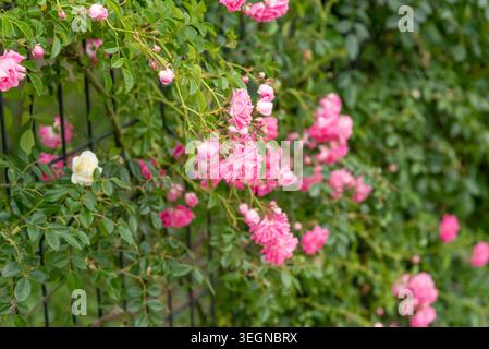 Rosa Hybrida Hybrid Tee Pflanze blüht zart schöne romantische rote Blütenblüten Frühling Hintergrund Nahaufnahme Stockfoto