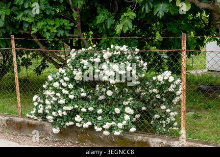 Rosa Hybrida Hybrid Teepflanze blüht zart schöne romantische weiße Blütenblüten Frühling Hintergrund Nahaufnahme Stockfoto