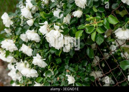 Rosa Hybrida Hybrid Teepflanze blüht zart schöne romantische weiße Blütenblüten Frühling Hintergrund Nahaufnahme Stockfoto
