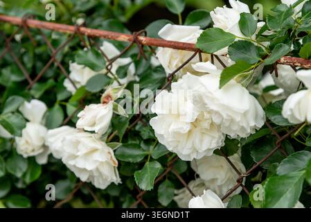 Rosa Hybrida Hybrid Teepflanze blüht zart schöne romantische weiße Blütenblüten Frühling Hintergrund Nahaufnahme Stockfoto