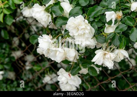 Rosa Hybrida Hybrid Teepflanze blüht zart schöne romantische weiße Blütenblüten Frühling Hintergrund Nahaufnahme Stockfoto