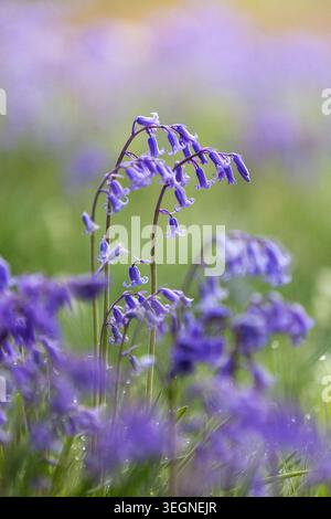Zarte Glockenblumen leuchten im sanften Morgenlicht des Mai und bringen wunderschöne Frühlingsfarben in den friedlichen Wald des Lake District. Stockfoto