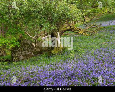 Eine friedliche Waldszene voller lebendiger Glockenblumen unter einem wunderschön verdrehten Baum, die den Zauber und die Ruhe des Frühlings einfangen Stockfoto