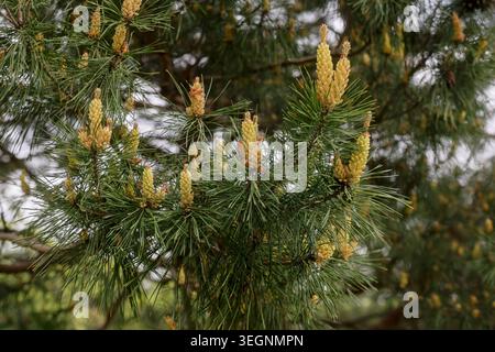 Kiefernzweig mit Knospen im Frühling, Nahaufnahme. Stockfoto