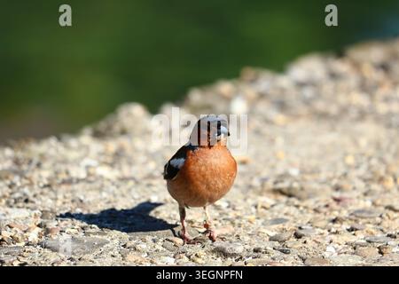 Ein männlicher Kaffinch steht auf einem Kiesweg und hält ein kleines Stück Futter im Schnabel vor einem weichen grünen Hintergrund. Stockfoto