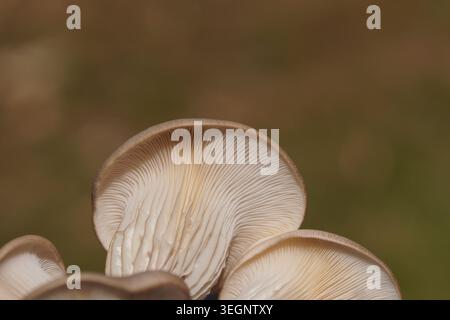Pleurotus ostreatus, Austernpilz, grauer Austernpilz, Austernpilz, Iratake, perlausternpilz. Nahaufnahme Unterseite der Kappe (Pileus) Stockfoto