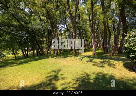 Reife Laubbäume stehen auf einem gepflegten grünen Rasen in einem öffentlichen Park an einem sonnigen Tag mit markanten Baumschatten über die Grasoberfläche un Stockfoto