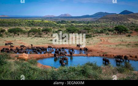 Eine Büffelherde trinkt in einem Wasserloch in East Tsavo, Kenia. Ein Panoramablick auf die Berge ist in der Ferne zu sehen. Stockfoto