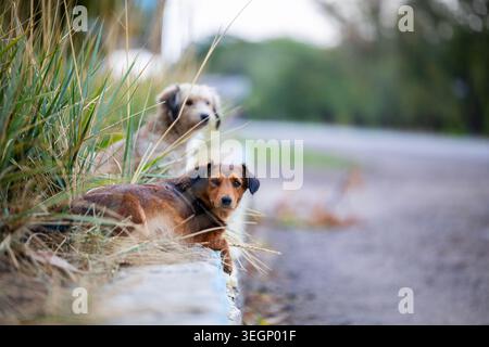Zwei gemischte Hunde ruhen auf einem Betonrand neben einer Feldstraße mit trockenem Gras in der Nähe, während ein brauner Hund auf die Kamera blickt, während er zottelig ist Stockfoto