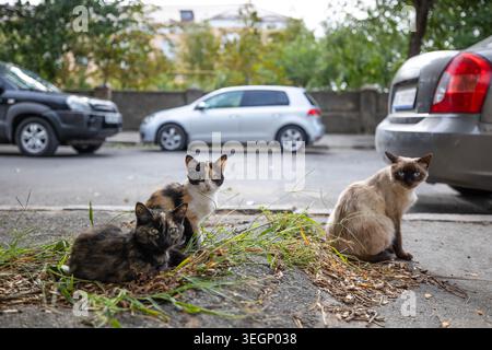 Drei streunende Katzen, darunter eine siamesische Mischung und zwei Schildpatt-Kätzchen, sitzen auf einer grasbewachsenen Stelle an einem Straßenrand neben geparkten Autos auf einem Zipfel Stockfoto