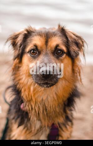 Nasser Hund am See Stockfoto