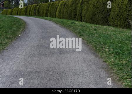 Eine friedliche, geschwungene Schotterstraße, die von hohen, gepflegten grünen Hecken und grasbewachsenen Feldern begrenzt wird, schafft eine ruhige Landschaft mit natürlichen Texturen Stockfoto