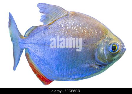 Nahaufnahme eines lebendigen, tropischen Fisches mit blauem Körper, metallischem Glanz, irisierenden Flecken, durchscheinenden Flossen, großem hervorstehenden Auge, kontrastierende Mundfarbe Stockfoto