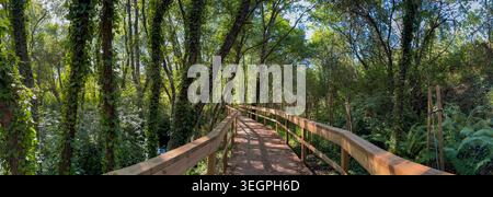 Eine perspektivische Aufnahme einer hölzernen Fußgängerbrücke, die sich durch einen dichten grünen Wald mit Efeu-bedeckten Bäumen schlängelt. Hell geflecktes Sonnenlicht filtert durch die Dose Stockfoto