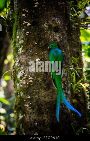 Ein männlicher, prachtvoller Quetzal, Pharomachrus mocinno, außerhalb des Nestes im Nebelwald des Parque Internacional La Amistad, Provinz Chiriqui, Panama. Stockfoto