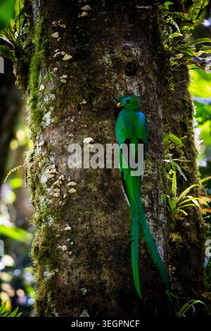 Ein männlicher, prachtvoller Quetzal, Pharomachrus mocinno, außerhalb des Nestes im Nebelwald des Parque Internacional La Amistad, Provinz Chiriqui, Panama. Stockfoto