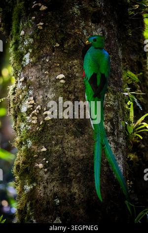 Ein männlicher, prachtvoller Quetzal, Pharomachrus mocinno, außerhalb des Nestes im Nebelwald des Parque Internacional La Amistad, Provinz Chiriqui, Panama. Stockfoto
