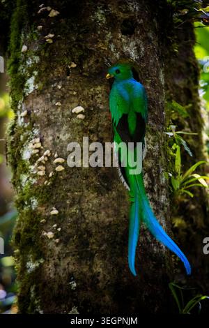 Ein männlicher, prachtvoller Quetzal, Pharomachrus mocinno, außerhalb des Nestes im Nebelwald des Parque Internacional La Amistad, Provinz Chiriqui, Panama. Stockfoto