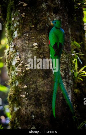 Ein männlicher, prachtvoller Quetzal, Pharomachrus mocinno, außerhalb des Nestes im Nebelwald des Parque Internacional La Amistad, Provinz Chiriqui, Panama. Stockfoto