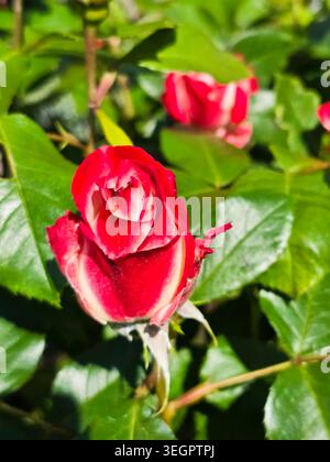 Nahaufnahme von Rote und weiße Bicolor Rose Bud im Garten Stockfoto