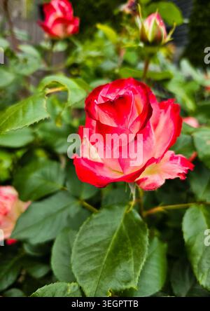 Rote und weiße Rosenblüte im Garten mit weichem Hintergrund Stockfoto