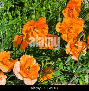 Leuchtend orange Mohnblumen blühen im Sommergarten Stockfoto