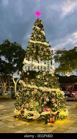 Geschmückte Weihnachtsbaumständer leuchten auf einem platz im Freien in Naples, Florida. Stockfoto