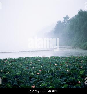 Ein ruhiger See ist von üppigem Grün und leuchtenden rosa Lotusblüten umgeben, mit einer nebeligen Atmosphäre am Morgen. Stockfoto