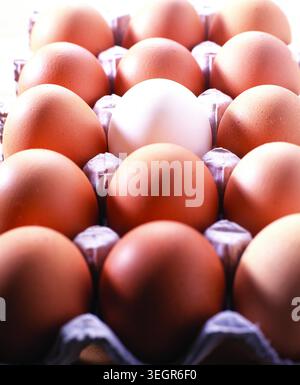 Ein Dutzend braune Eier sind in einem Karton auf einer Küchenzeile angeordnet. Stockfoto
