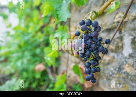 Nahaufnahme reifer Trauben, die an der Weinrebe in Burgund hängen, Frankreich, bereit für die Erntezeit Stockfoto