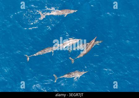 Aus der Vogelperspektive einer Horde Delfine, die im tiefblauen Meereswasser mit Kräuseln und Spritzern in Makunudhoo, Haa Dhaluu Atoll, Malediven schwimmen. Stockfoto