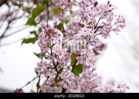 Die Haufen von hellvioletten Fliedern blühen dicht an den Zweigen, mit weichen hellvioletten Blüten und ungeöffneten Blütenknospen. Der Hintergrund ist verschwommen, Stockfoto