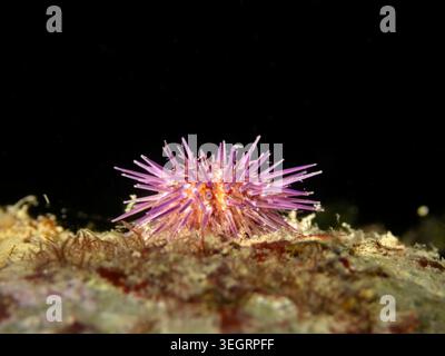 Lila Seeigel (Paracentrotus lividus) auf felsigem Meeresboden im Mittelmeer. Makrounterwasserbild mit stacheliger Textur, Meeresökosmos Stockfoto