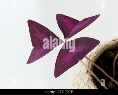 Nahaufnahme von leuchtend violetten dreieckigen Blättern einer Oxalis-Pflanze (Oxalis triangularis), die auf einem weißen Spalier in einem sonnigen Raum wächst Stockfoto