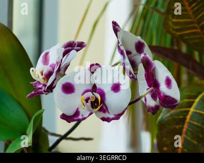 Nahaufnahme einer blühenden Phalaenopsis-Orchidee mit einzigartigen weiß- und violett gepunkteten Blütenblättern, elegante tropische Zimmerpflanze Stockfoto